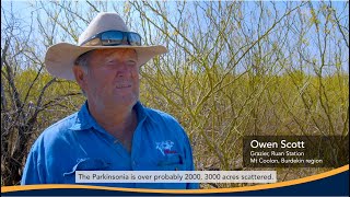 Managing Parkinsonia To Conserve Brigalow Corridors [upl. by Htiekel]