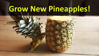 How To Grow A Pineapple Plant From A Grocery Store Pineapple Top  Every Time [upl. by Norita]