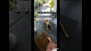 Ryley trying to sneak inside😅💔 funnypupies foryou stubborndog funny bigfails funnyvideo pets [upl. by Werdnaed883]