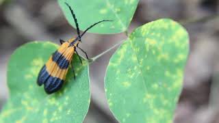 Net  Winged Beetle [upl. by Mahmud]