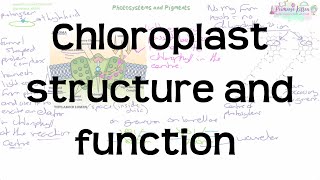 Chloroplast Structure and Function  Revision for Biology ALevel and IB [upl. by Eidurt]