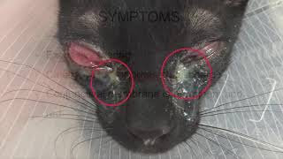 Final Video Chemosis in cats [upl. by Ardis]