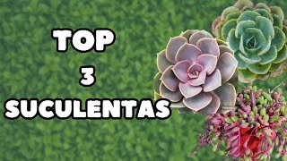 TOP 3 SUCULENTAS ECONÓMICAS y HERMOSAS [upl. by Nitsir]