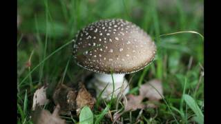 Canon EF 100mm F28L IS USM  Macro Mushroom Collection  EOS 7D  HD 1080p [upl. by Hassi]