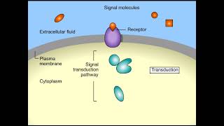 Cell Signaling Overview Animation [upl. by Ainirtac]