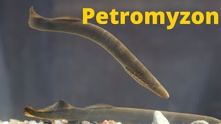 Petromyzon  Zoology  By  Yadvindr Sir [upl. by Francine]