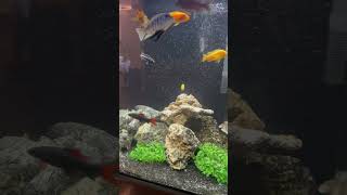 Feeding my cichlids and peacocks mixed cichlids tank [upl. by Arlee575]