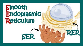 Smooth endoplasmic reticulum  SER  What is the function of smooth endoplasmic reticulum Cell bio [upl. by Notsae556]