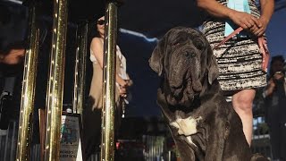 Worlds Ugliest Dog of 2017 Is a Lovable Neapolitan Mastiff Named Martha [upl. by Cosme]