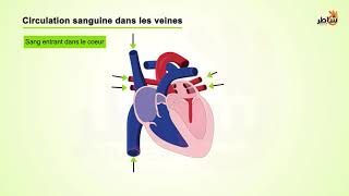 La circulation sanguine [upl. by Bellaude]