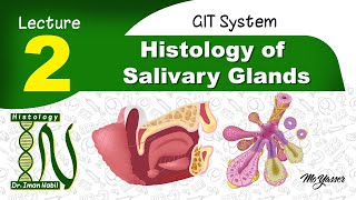 2a General structure of salivary glandsHistology of GIT [upl. by Ennahteb]