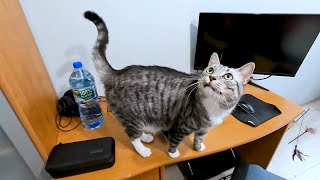 Silver Tabby Cat Meowing Compilation [upl. by Adliwa]