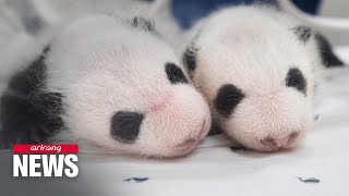 Pictures of Fu Baos twin sisters revealed by Everland Panda World in S Korea [upl. by Nibot]