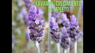 LAVANDA SIEMBRA CRECIMIENTO Y CUIDADOS VIDEO COMPLETO PASO A PASO [upl. by Moira506]