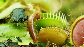 CARNIVOROUS PLANTS EATING BUGS amp INSECTS CAUGHT IN 4K [upl. by Ecilef]