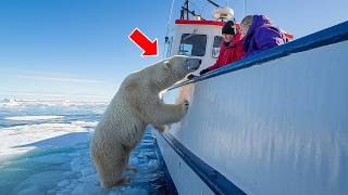 Polar Bear Tries To Get Attention From Fishing Ship – When Crew Notices They Lower A Rescue Vessel [upl. by Aihk622]