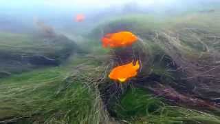 Snorkeling La Jolla Childrens Pool to La Jolla Cove [upl. by Sihunn]