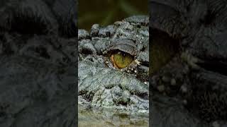 Proboscis Monkey Leap Into CrocodileInfested River survival predator hunting river bbc [upl. by Iarahs102]