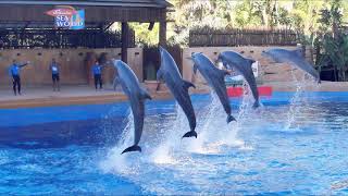 uShaka Marine World amp the dolphins of Sea World Durban [upl. by Annaujat]