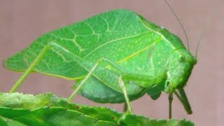 The Katydid Leaf Bug [upl. by Erret961]