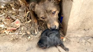 Tearing up The stray dog’s🐶 puppy is in critical condition and the poor mother dog🐕 is crying 🐶🐕🥲 [upl. by Guillema82]