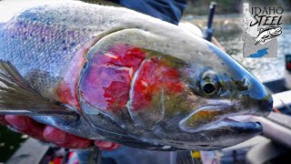 The BIGGEST Summer STEELHEAD In The USA Idaho Steelhead Fishing [upl. by Ecirrehs]