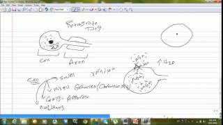 2nerve Degeneration And Regeneration physiology فسيولوجي [upl. by Ahcirt]