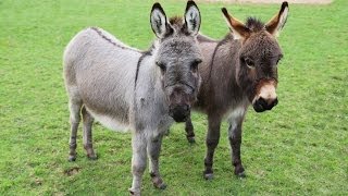 Meet Trevor and Tulip the miniature donkeys [upl. by Upton366]