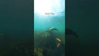 Seals Trip at Lundy Island [upl. by Hayne]