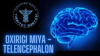 Oxirgi miya  telencephalon [upl. by Anora]