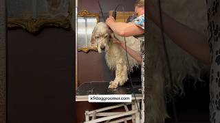 English Setter grooming neutered Orange Belton doggroomingtips englishsetter [upl. by Rehtul]