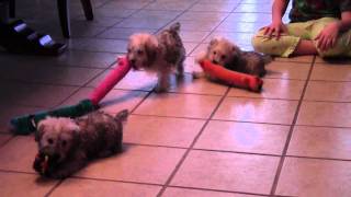 Miniature schnoodle puppies for sale by Minnesota [upl. by Waynant331]