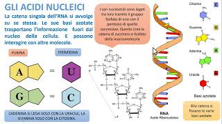 GLI ACIDI NUCLEICI [upl. by Knudson]