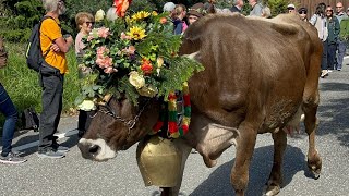 Almabtrieb in Meransen suedtirolofficial [upl. by Bobbe]