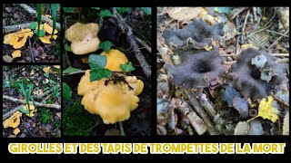 Girolles et des tapis de trompettes de la mort [upl. by Samale617]