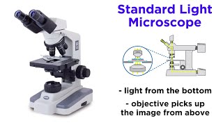 Light Microscopy Function and Utility [upl. by Artamas]