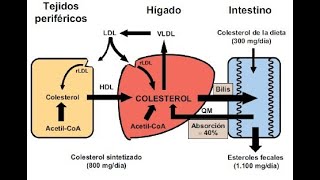 Síntesis de Colesterol [upl. by Camila]