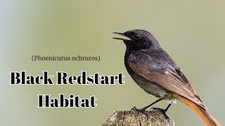 Black Redstart Habitat  Black Redstart Bird Video  black redstart deutsch Hausrotschwanz [upl. by Bonnibelle]