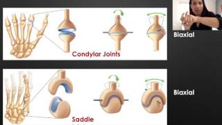 6 Types of Synovial Joints [upl. by Ecirtaeb463]