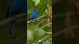 Three melodious Indigo Flycatcher The best bird song IndigoFlycatcher lovebirdsounds [upl. by Elodea]