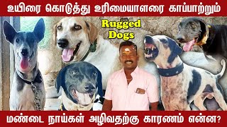 Mandai Dogs  உயிரை கொடுத்து உரிமையாளரை காப்பாற்றும் மண்டை நாய்கள் Part 2  Indian Dog Breed [upl. by Adelaide616]