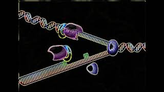 DNA replication animation lecture 1  Leading strand lagging strand and Replication fork animation [upl. by Ekal771]