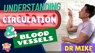 Understanding Circulation and Blood Vessels [upl. by Ahtibbat291]