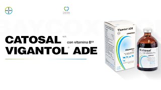 En Voz Del Experto Bayer Uso de Catosal y Vigantol ADE para mejorar la fertilidad y producción [upl. by Uranie791]