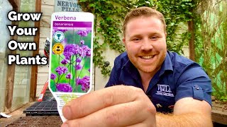 How To Grow Your Own Plants From SEED  Verbena Bonariensis [upl. by Akerehs]