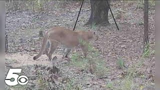 Mountain lion spotted on game camera in Arkansas [upl. by Llednik]