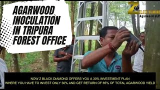 Agarwood Inoculation at Tripura Forest Office  Z Black Diamond  Most Successful Business [upl. by Akvir]