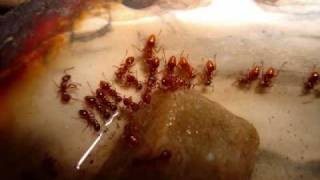 The Story of My Ant Colony Myrmica rubra [upl. by Darrow]