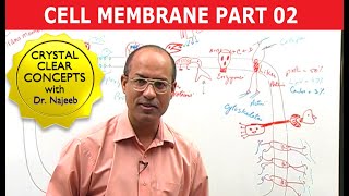 Cell Membrane Part 22 [upl. by Elsey]