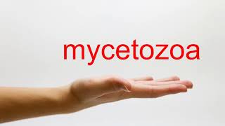 How to Pronounce mycetozoa  American English [upl. by Clea]